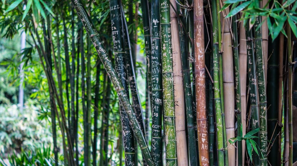 bamboo, plant, nature, flora, woods, forest, closeup, bamboo, bamboo, bamboo, bamboo, bamboo