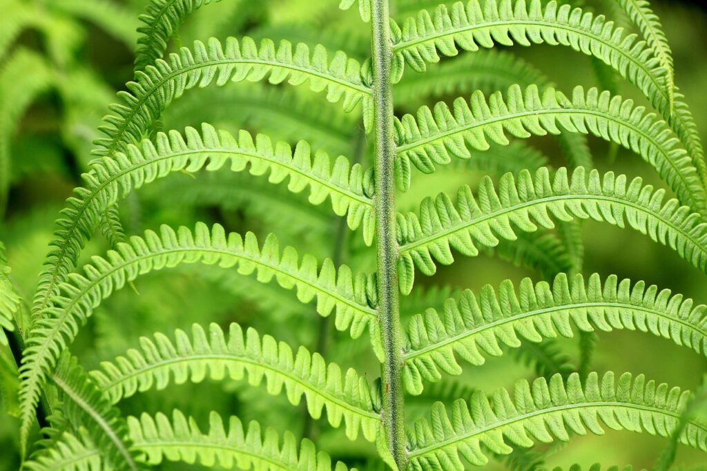 fern, leaves, plant, greenery, foliage, flora, nature, closeup, fern, fern, fern, fern, fern, greenery, greenery