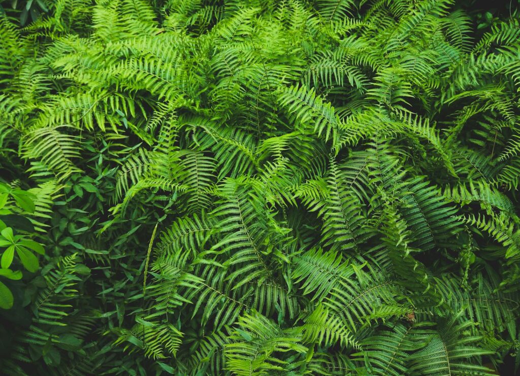 Vibrant green ferns creating a textured backdrop in Lagos, Nigeria.