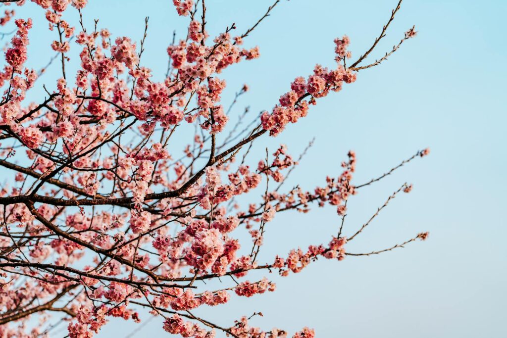 Close-up of cherry blossoms heralding spring with soft pink hues against a clear blue sky.