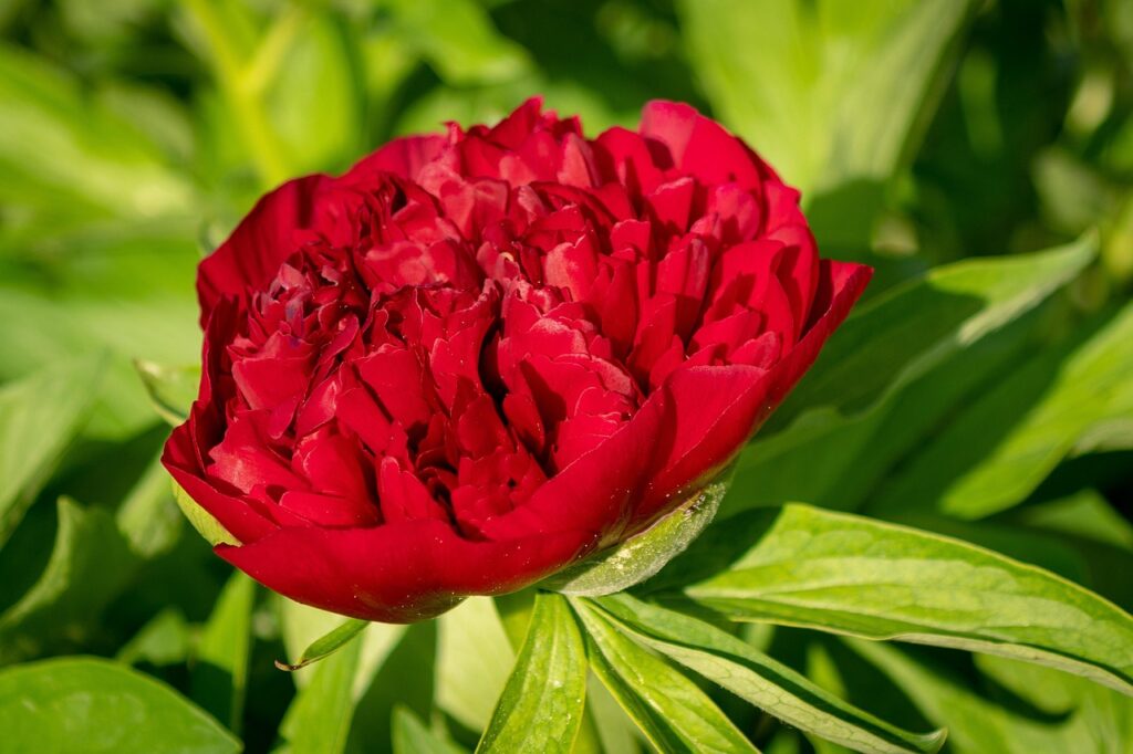 peony, flower, plant, beautiful flowers, garden, nature, leaf, paeonia, pentecost, green, close up, red, floral, flower background, flower wallpaper, paeonia, paeonia, paeonia, paeonia, paeonia