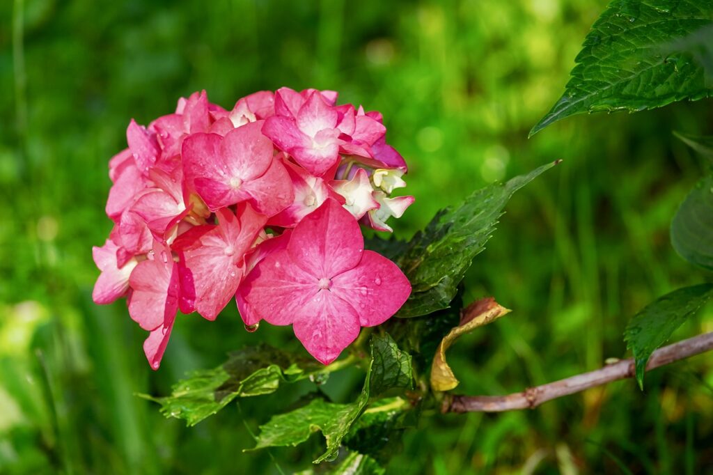 hydrangea, flowers, flower wallpaper, dew, dewdrops, pink hydrangea, leaves, petals, pink petals, bloom, blossom, flora, flower background, nature, hydrangea, hydrangea, beautiful flowers, hydrangea, hydrangea, hydrangea