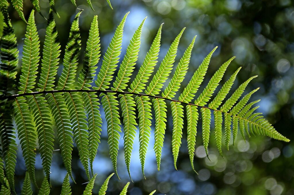 green, fern, nature, leaves, foliage, natural, green nature, green leaves, green foliage, fern leaves, flora, botany, plants, fern, fern, fern, fern, fern