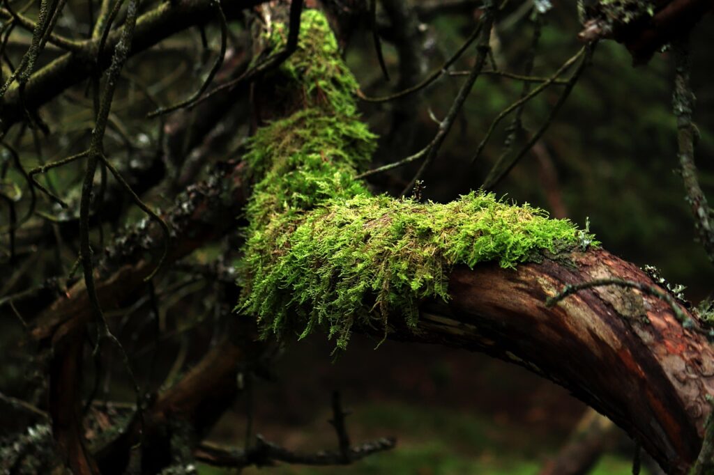 moss, tree, forest, branches, green, nature, moss, moss, moss, moss, moss, forest, forest, nature