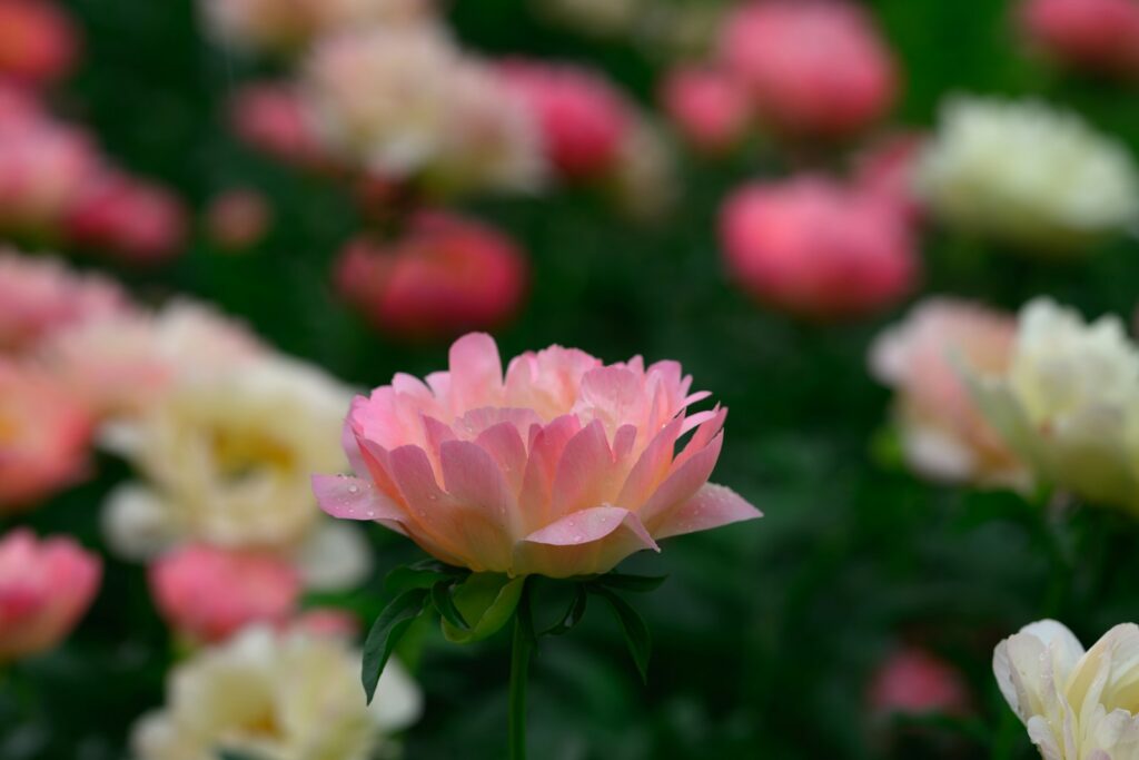 a pink and white flower in a field of pink and white flowers