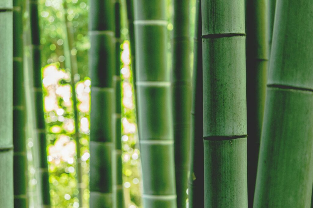 green bamboo tree during daytime